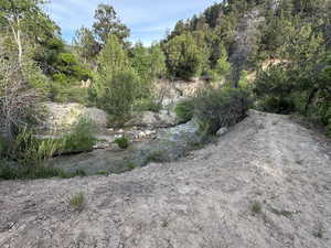 View of local wilderness
