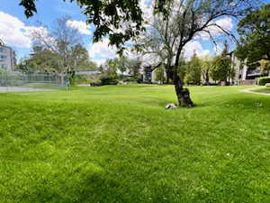 View of yard area, lots of room to play with pets