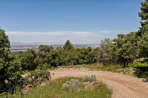 View of local wilderness