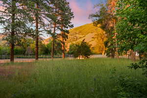 View of tree farm directly behind home.