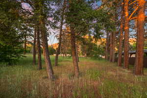 View of tree farm directly behind home.