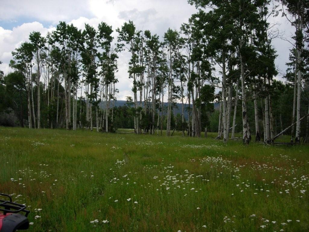 Upper Meadows in July