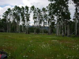 Upper Meadows in July