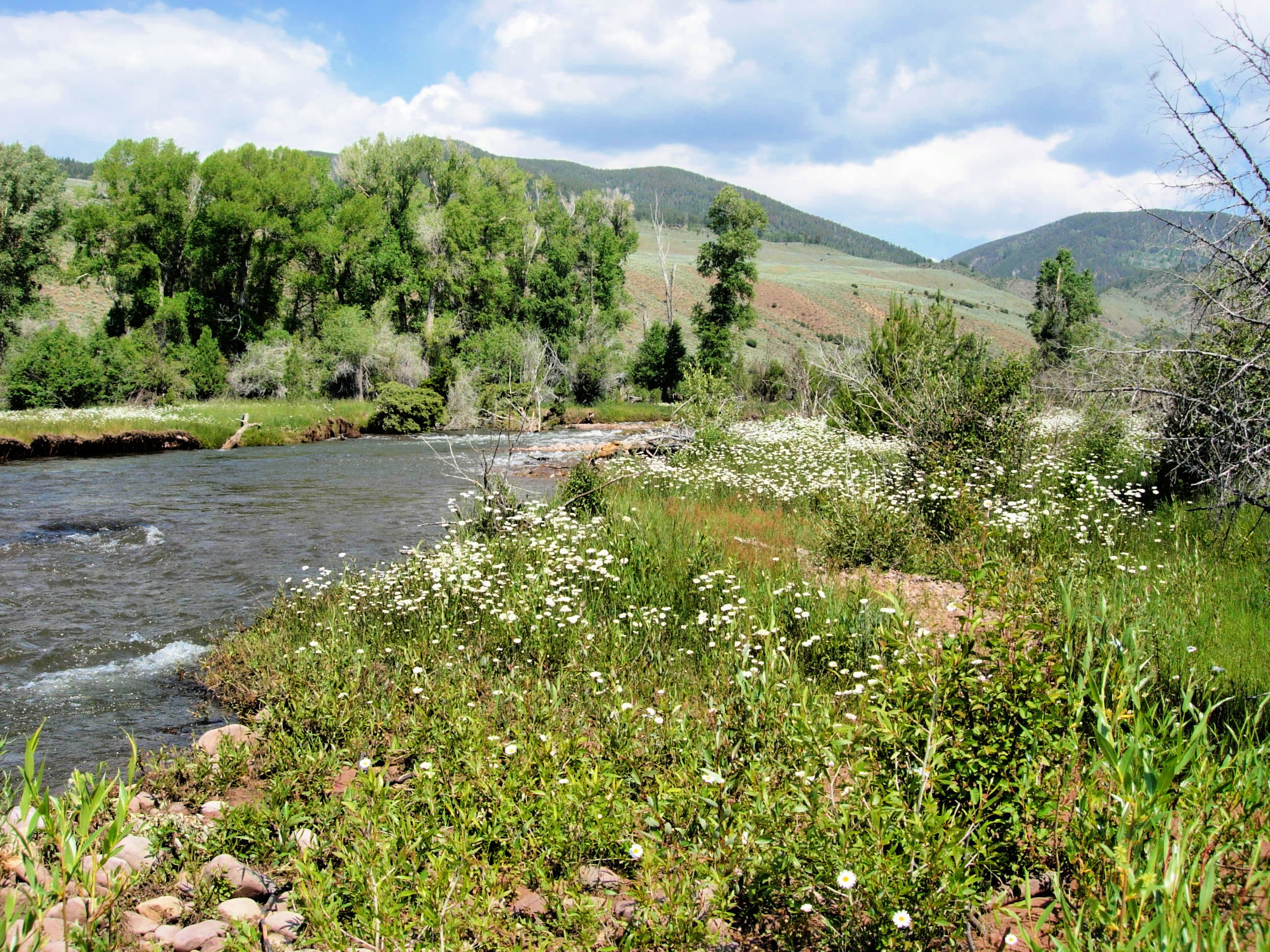 Wildflowers