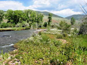 Wildflowers