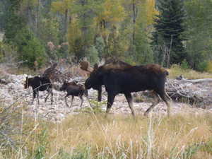 Resident Wildlife on the Ranch