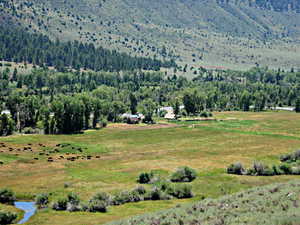 Grazing Cattle among the Original Homestead Buildings