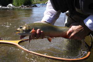 Healthy Brook Trout