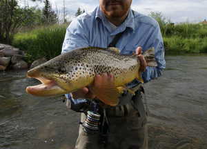 23" Brown Trout