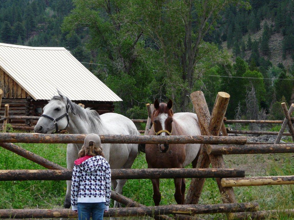 Horses