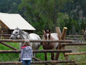 Horses
