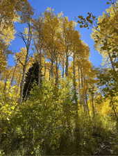 View of undeveloped land