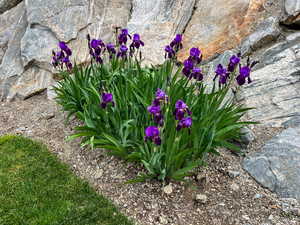 Beautiful irises on property