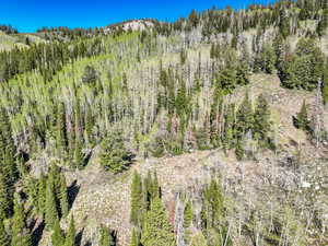 Mountain view featuring a forest