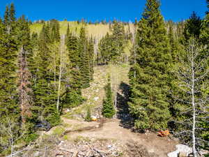 View of tree filled area
