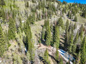 Aerial view of a forest