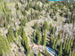 Drone / aerial view of a forest
