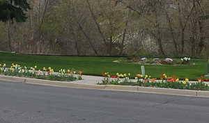 Seasonal pic of Tulips