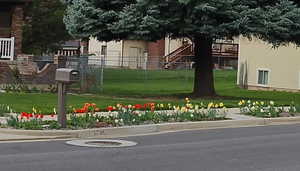 Seasonal pic of Tulips