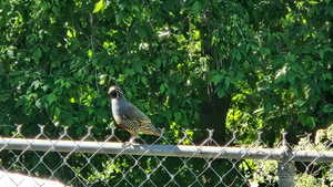 Plenty of wildlife