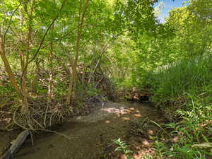 View of local wilderness