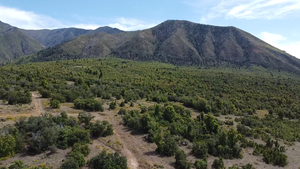 View of mountain background with a forest