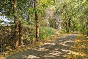 View of road with a forest view