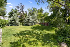 Looking toward the East at the Open Flat Grass area! Beautiful Mature Pine Trees!