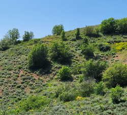 View of local wilderness