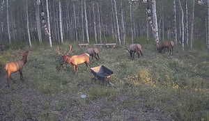 Elk in the clearing
