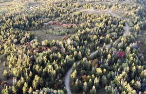 Drone / aerial view of a forest