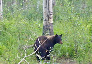 Black bear on the property