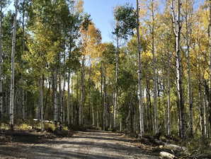 Lane to the clearing