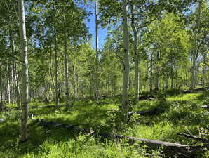 Aspen Forest
