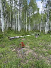Water Hydrant at clearing