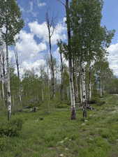 Aspen trees
