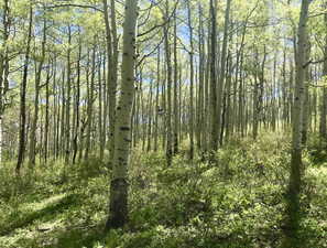 Aspen Forest