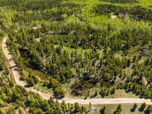 Bird's eye view of a forest