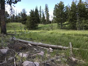 View of local wilderness