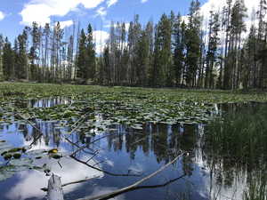 Main pond by home site.