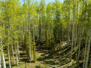 View of local wilderness