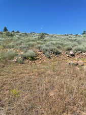 View of local wilderness