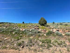 View of local wilderness