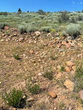 View of local wilderness