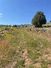 View of local wilderness