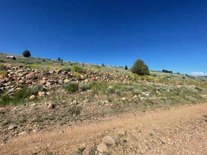 View of local wilderness