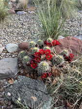 Cacti in bloom, back yard