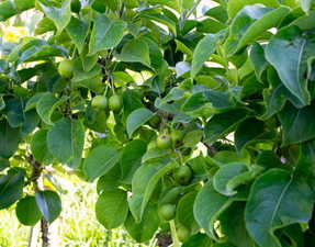 A dwarf Asian pear tree with the sweetest fruit. There are also apples trees loaded with Fuji & Golden Delicious apples!