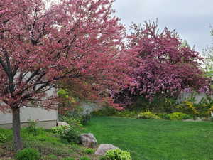 The crab apple trees blooming this past spring in the backyard!