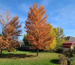And in fall....just wow! All right out the back door.